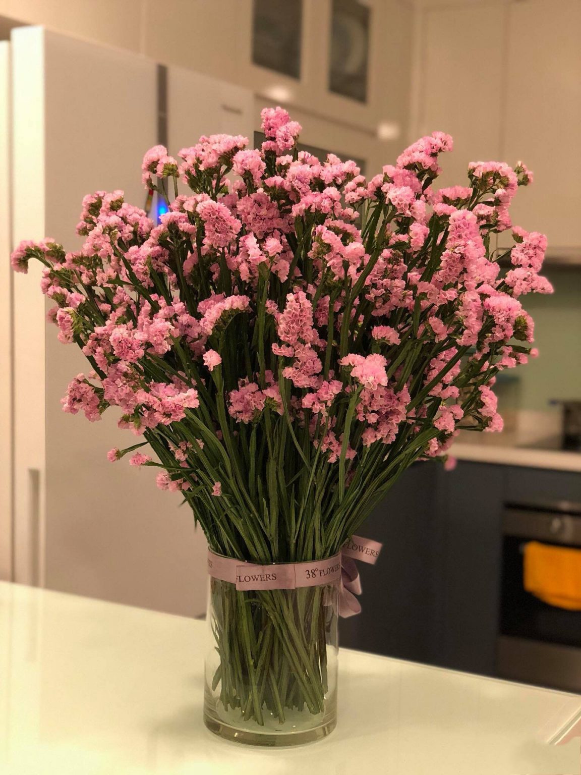 Top 20+ hình ảnh hoa Salem đẹp nhất Biểu tượng của một tình yêu lâu