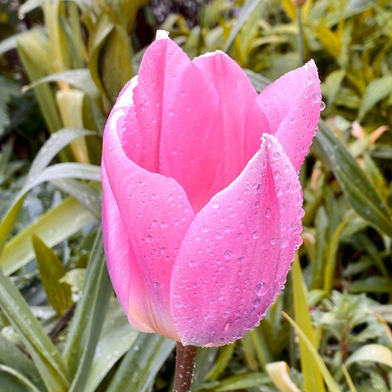 Hoa Tulip – Top 20+ hình ảnh loài hoa mang vẻ đẹp kiêu sa, trường tồn