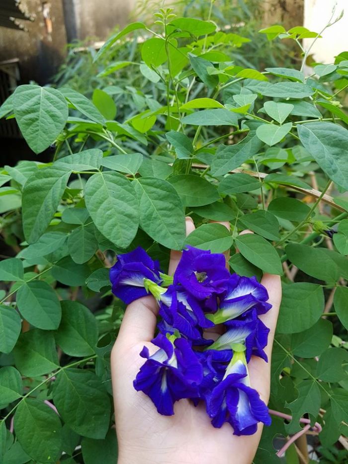 hình ảnh cây hoa đậu biếc | Z photos 5 hình ảnh cây hoa đậu biếc đẹp