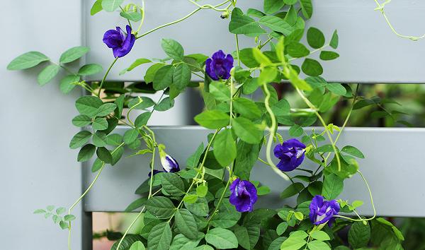 hình ảnh cây hoa đậu biếc | Z photos 10 hoa đậu biếc đẹp