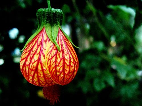 Hoa bụp lồng đèn có nguồn gốc từ Nam Mỹ