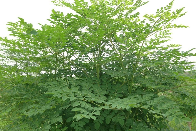 Chùm ngây là một dạng cây lâu năm, chiều cao tối đa có thể lên tới 15m.