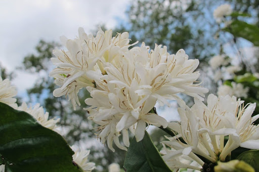 Hình ảnh cây hoa cà phê