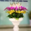 Chậu lan hồ điệp sang trọng