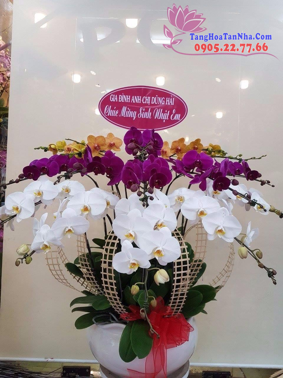 shop hoa lan hồ điệp tại hội an, Quảng Nam