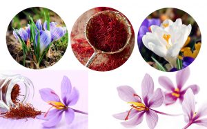 crocus