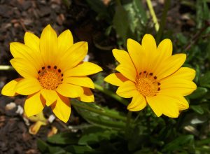 cuc gazania