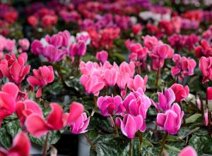 cyclamen