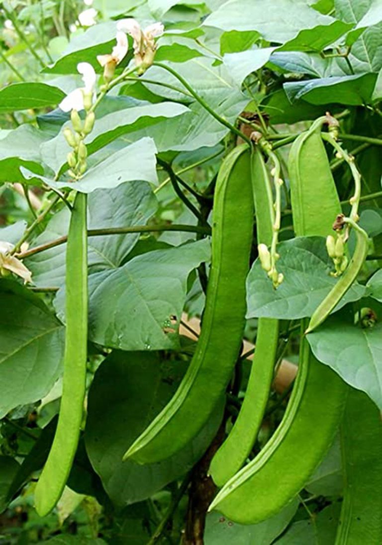Công dụng cây Đậu Rựa hữu ích đa công dụng được yêu thích