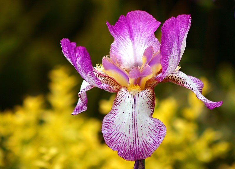 Diên Vĩ - Hình ảnh hoa đẹp mắt và ấn tượng nở quanh năm