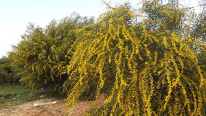 Acacia Saligna