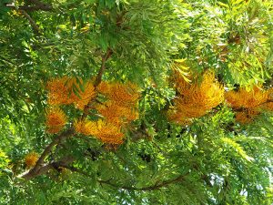 grevillea