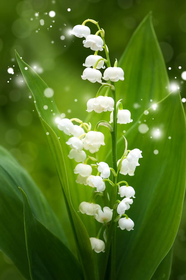 Ý nghĩa hoa linh lan trắng là biểu tượng của tình yêu, lời ước hẹn trăm năm.