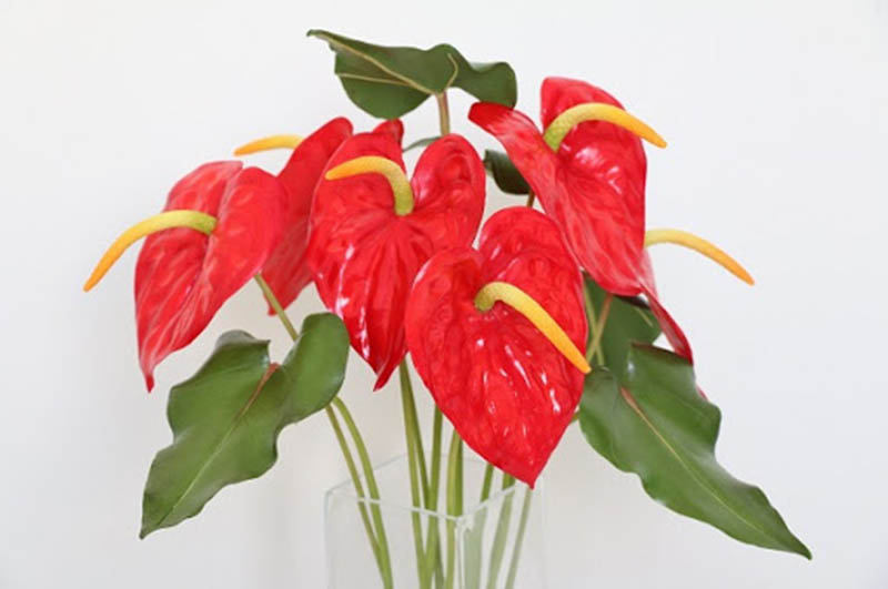 Hình ảnh cây Hồng Môn, Tail Flower tượng trưng cho sự hạnh phúc