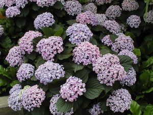 hortensia