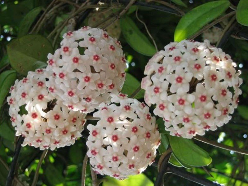 hoya