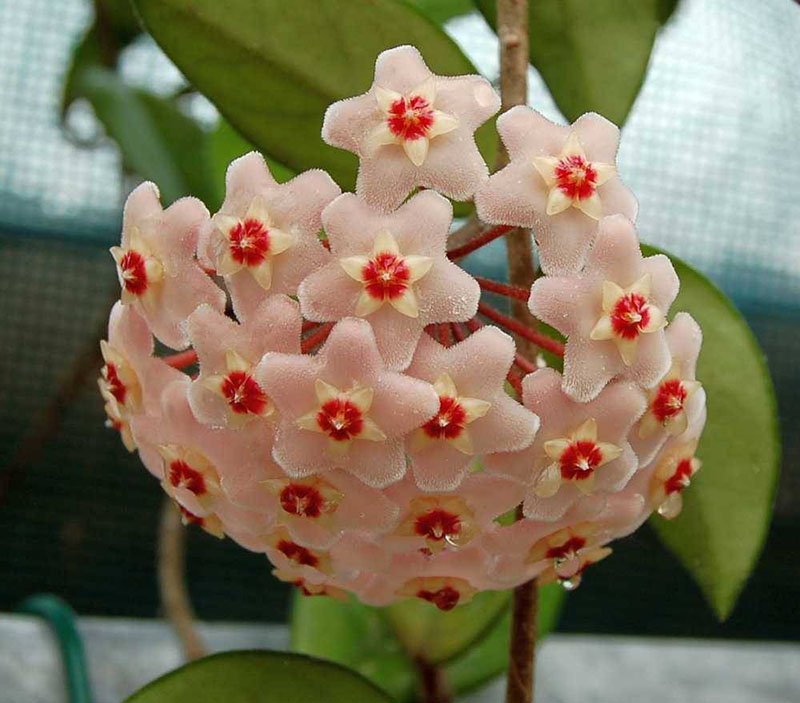 hoya