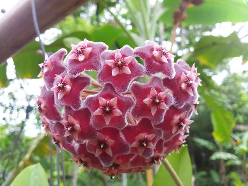 hoya