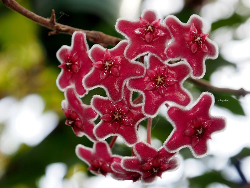 hoya