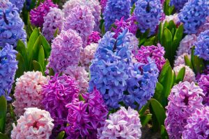 hyacinth