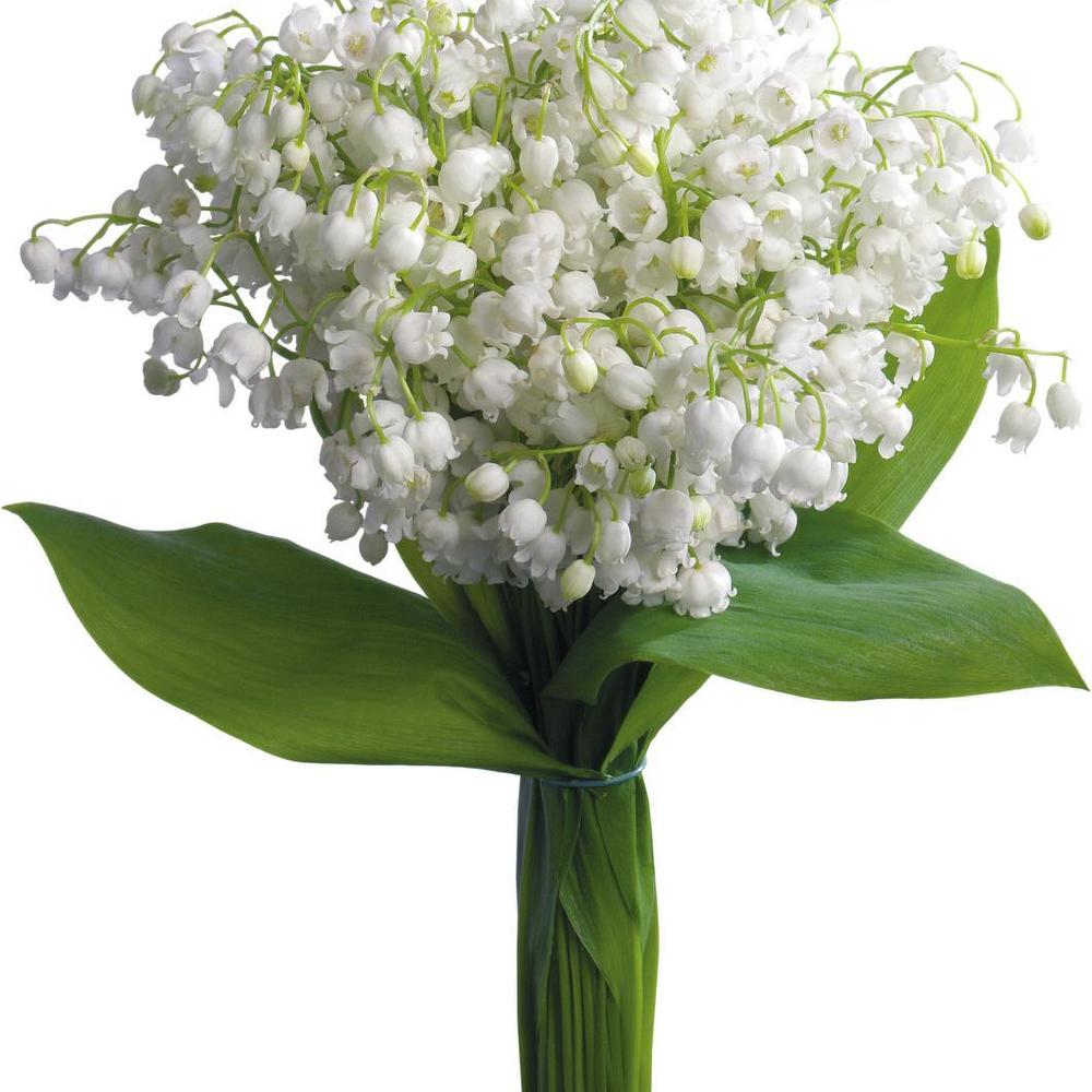 Hình ảnh hoa linh lan trắng