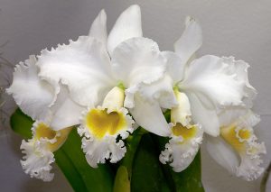 lan cattleya