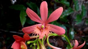 lan epidendrum cinnabarinum