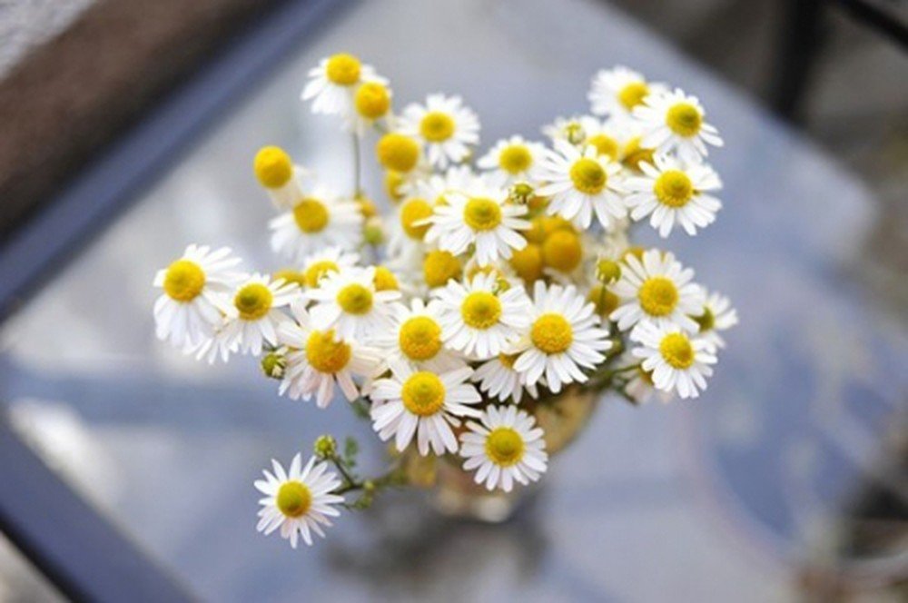 Tổng hợp những hình ảnh về hoa cúc hà lan đẹp nhất