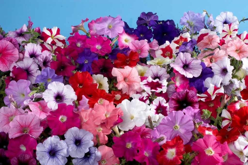 Tổng hợp những hình ảnh về hoa dạ yến thảo đẹp nhất