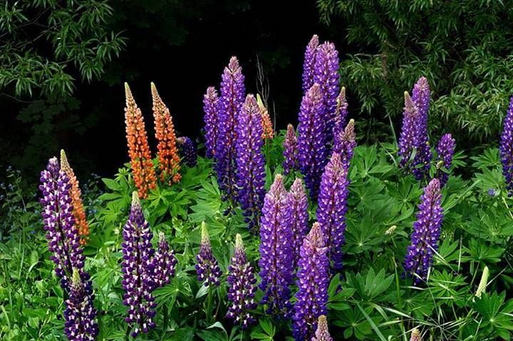 Tổng hợp những hình ảnh về hoa đậu Lupin đẹp nhất