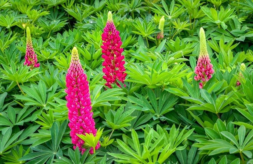 Tổng hợp những hình ảnh về hoa đậu Lupin đẹp nhất
