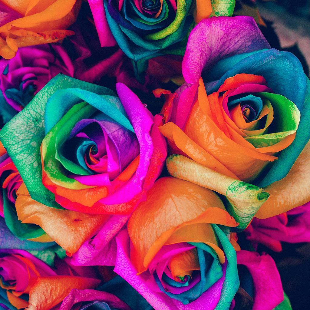 Tổng hợp những hình ảnh về hoa hồng Rainbow đẹp nhất