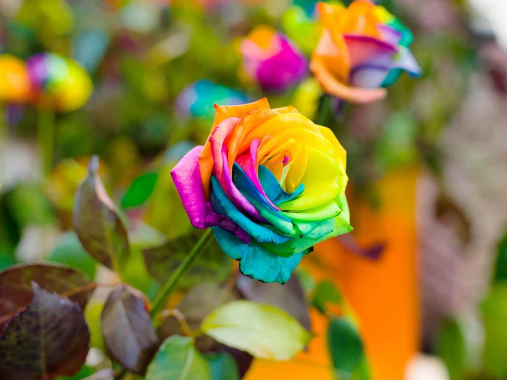 Tổng hợp những hình ảnh về hoa hồng Rainbow đẹp nhất