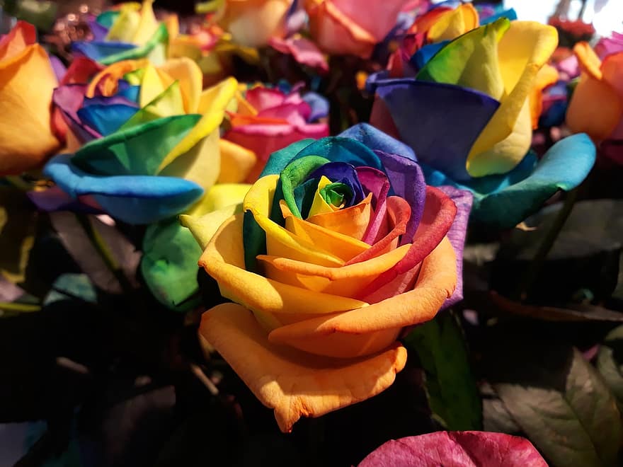 Giới thiệu về hoa hồng Rainbow