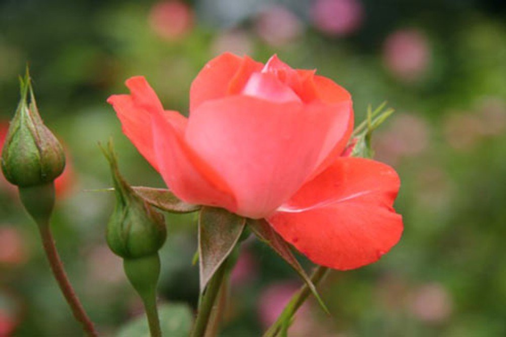 Ý nghĩa của hoa hồng tỉ muội