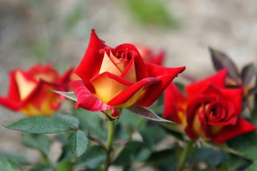 Tổng hợp những hình ảnh về hoa hồng tỉ muội đẹp nhất