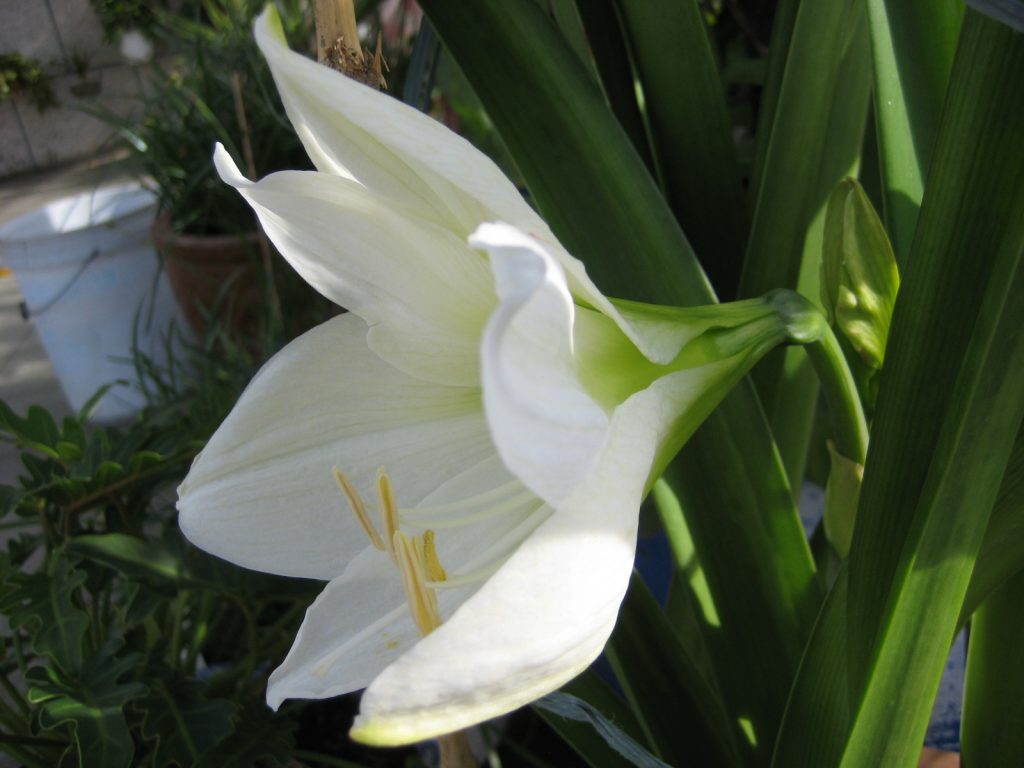 Ý nghĩa - biểu tượng đặc trưng của hoa huệ trắng