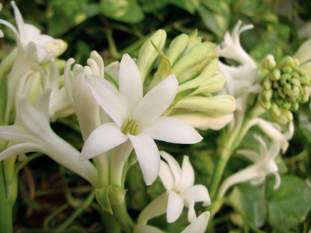 Giới thiệu về hoa huệ trắng