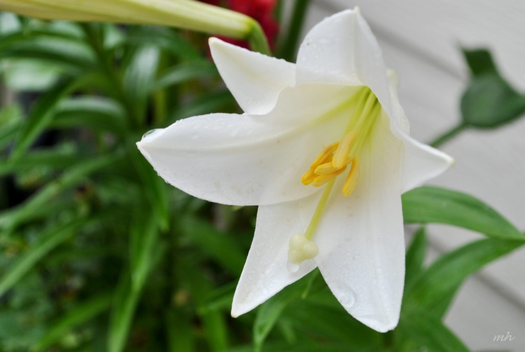 Tổng hợp những hình ảnh về hoa huệ trắng đẹp nhất