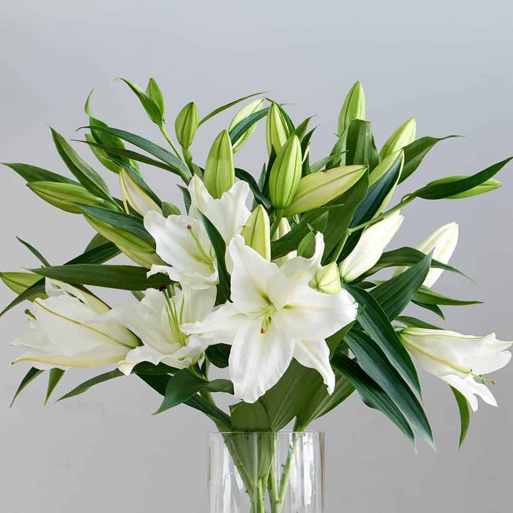 Tổng hợp những hình ảnh về hoa huệ trắng đẹp nhất