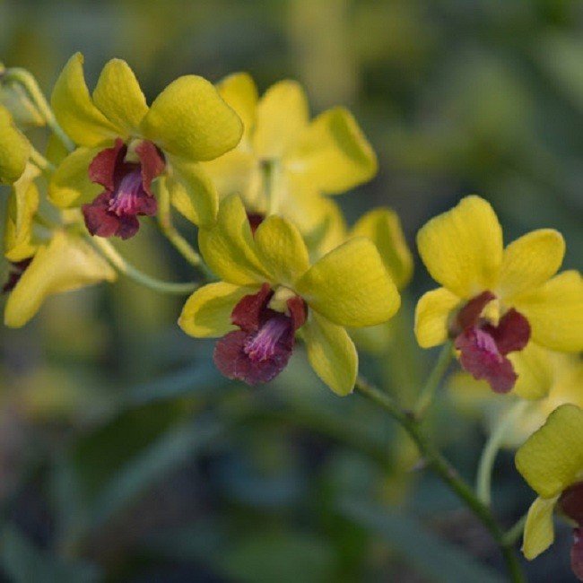 Tổng hợp hình ảnh về hoa Lan Dendro Thái Vàng đẹp nhất