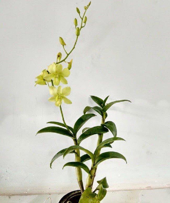 Tổng hợp hình ảnh về hoa Lan Dendro Thái Vàng đẹp nhất