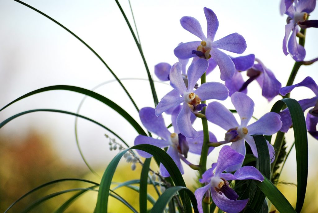 Tổng hợp những hình ảnh về hoa lan Mokara đẹp nhất