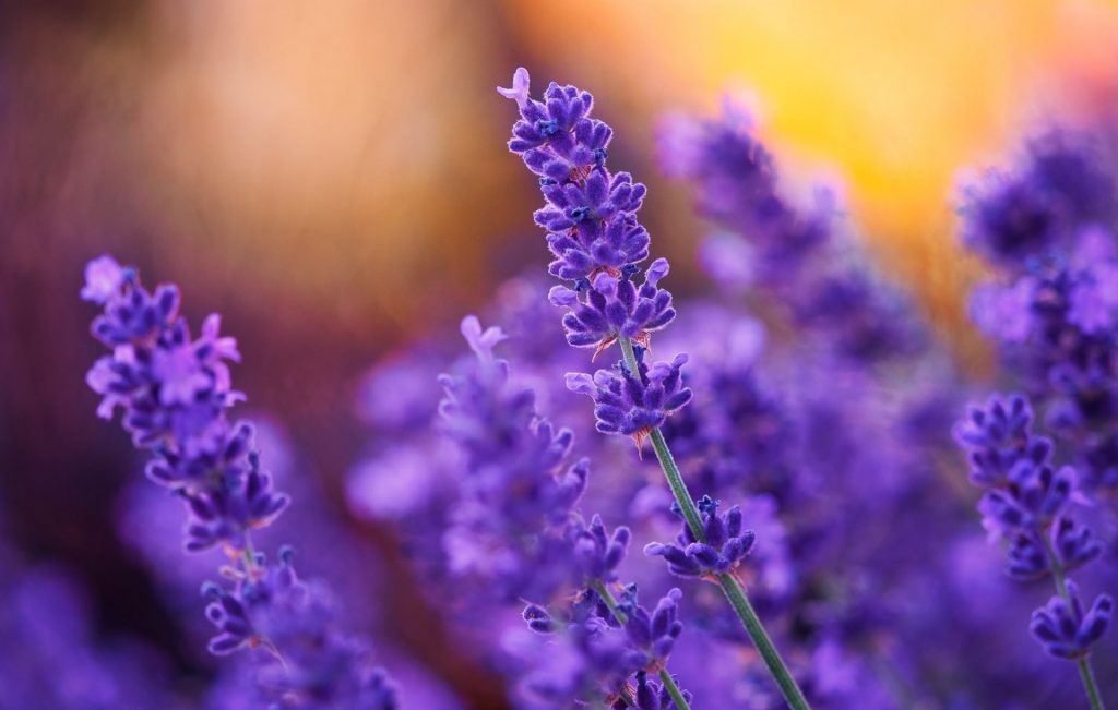 Giới thiệu về hoa Lavender