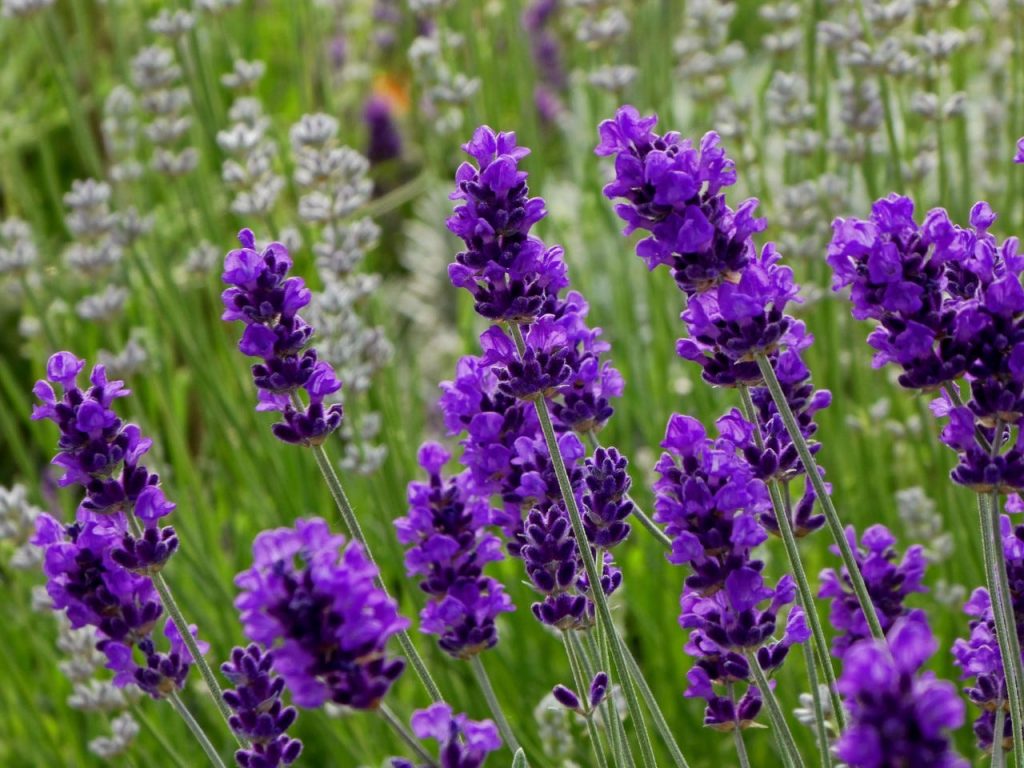 Tổng hợp những hình ảnh về hoa Lavender đẹp nhất