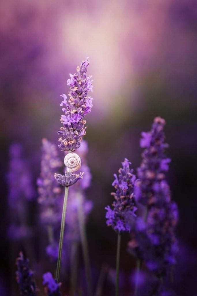 Hình ảnh ý nghĩa hoa Lavender  Oải Hương tím thủy chung