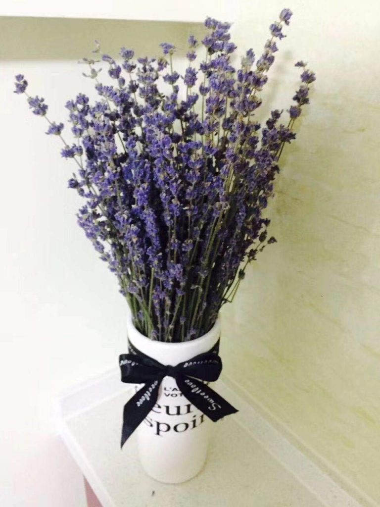 Tổng hợp những hình ảnh về hoa Lavender đẹp nhất