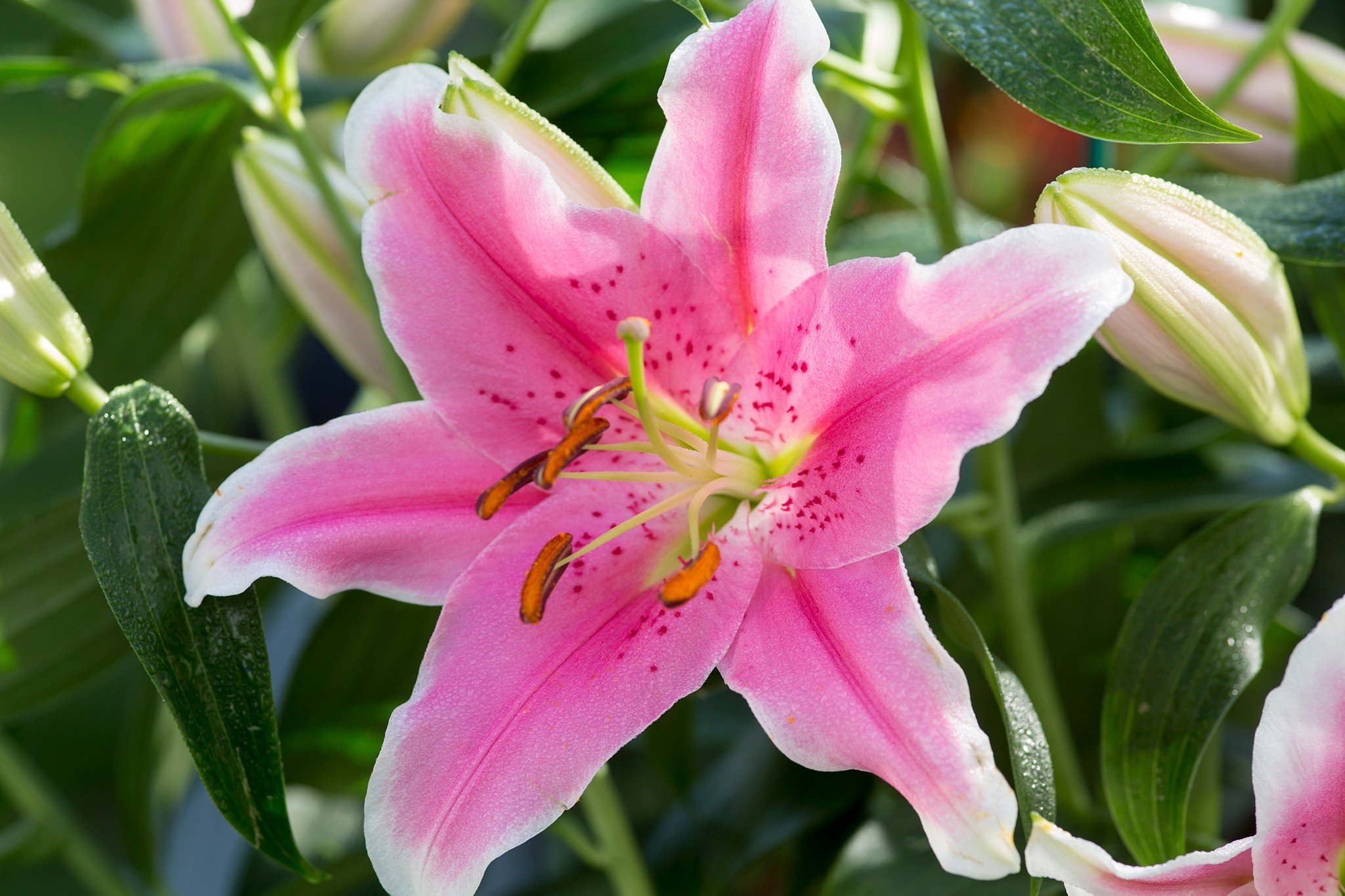 Top 20+ hình ảnh hoa ly hồng đẹp mang hương thơm quyến rũ