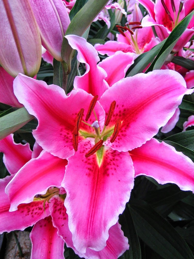 Top 20+ hình ảnh hoa ly hồng đẹp mang hương thơm quyến rũ