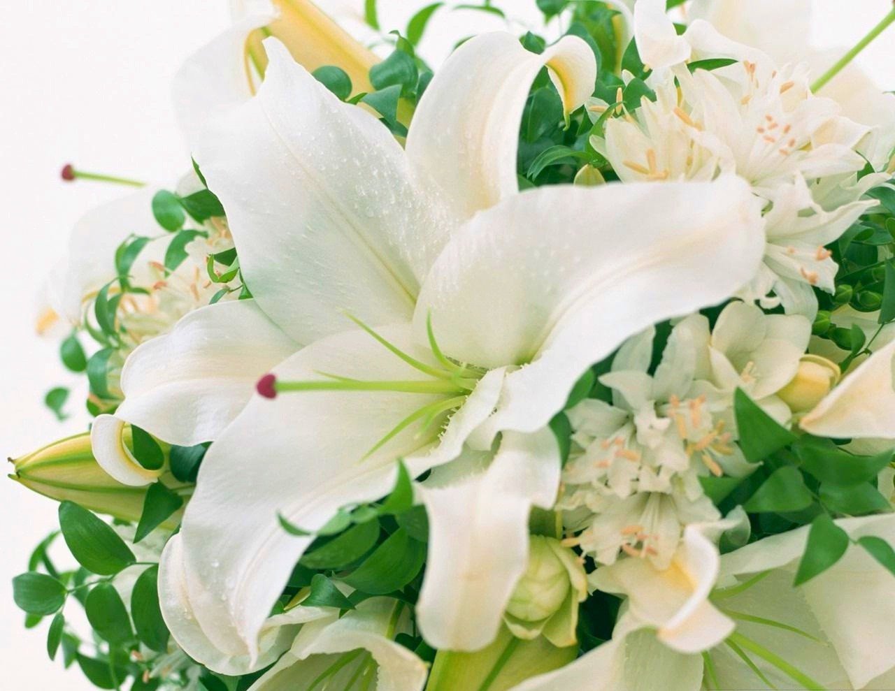 Hình ảnh đẹp nhất về đẹp nhất về hoa ly trắng